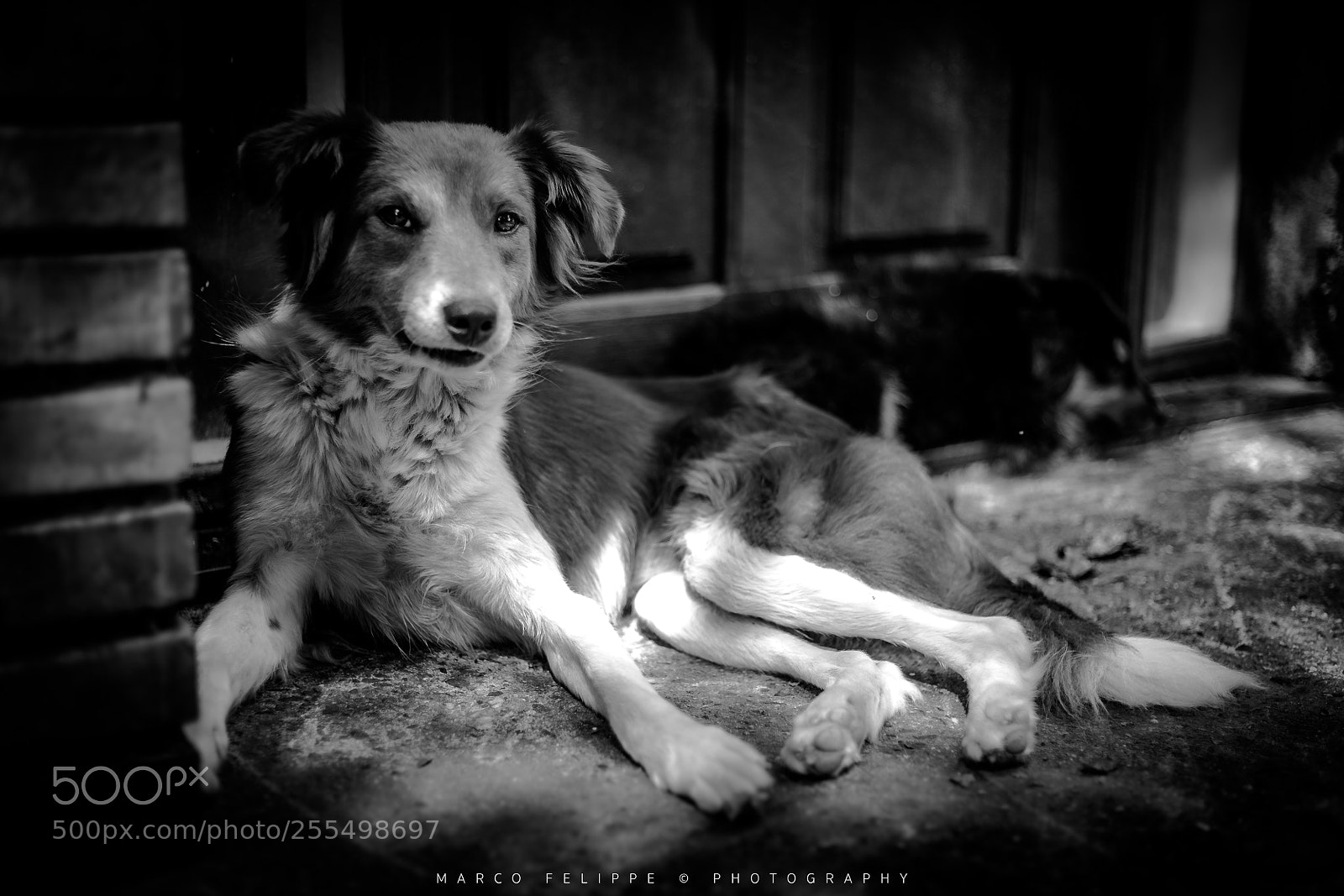 Sony a7S II sample photo. Noir #87 photography