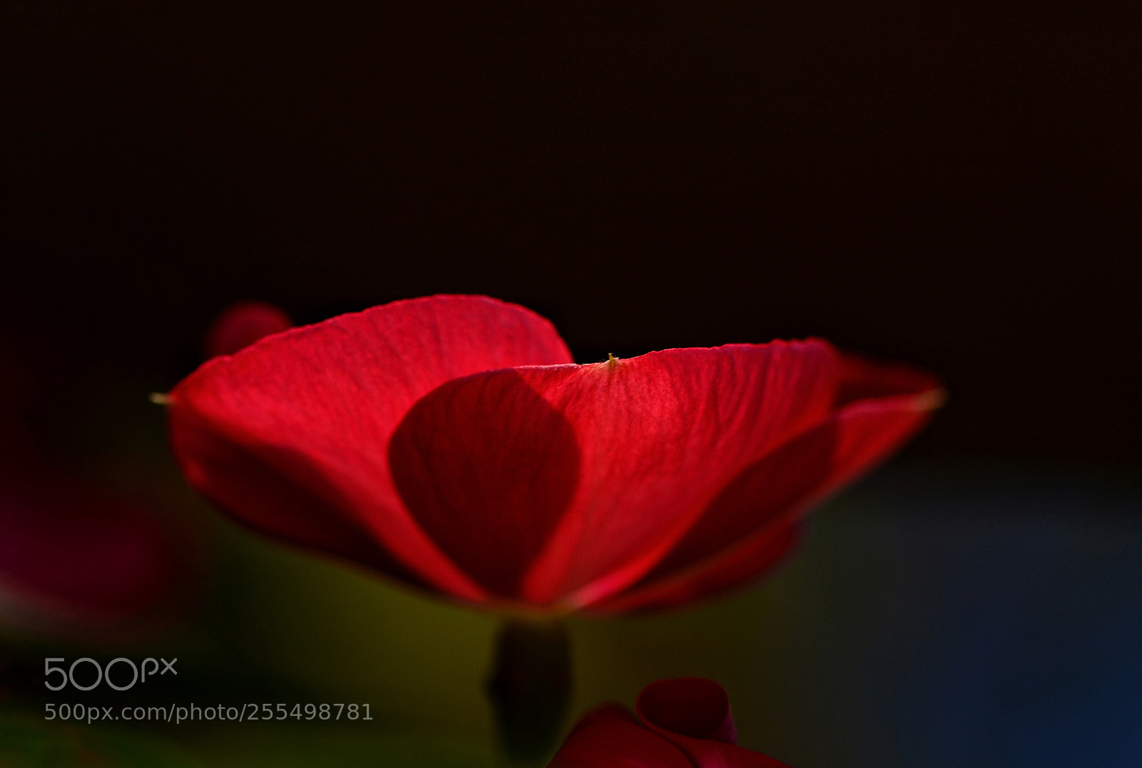 Nikon D7100 sample photo. Untitled photography
