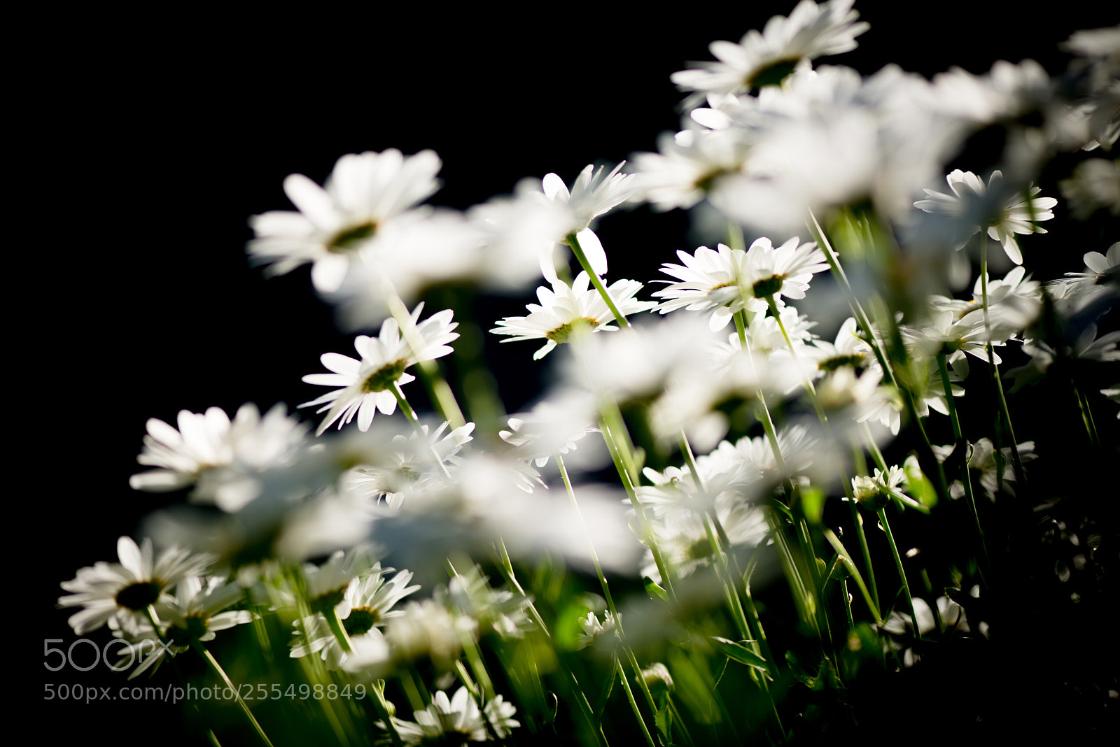 Nikon D800 sample photo. Sunlight photography