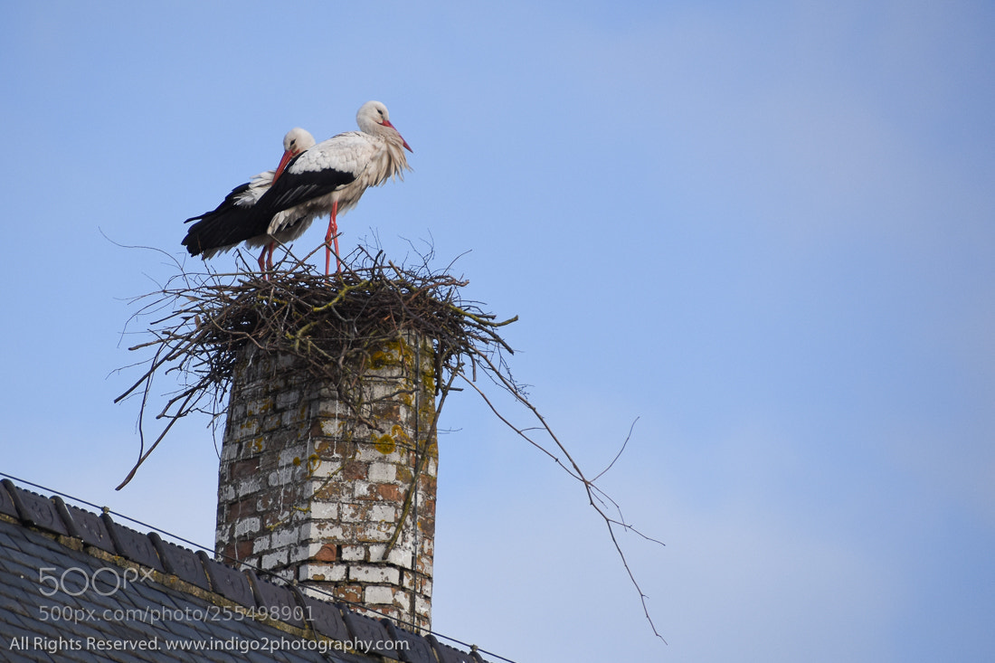 Nikon D7200 sample photo. Nesting storks photography