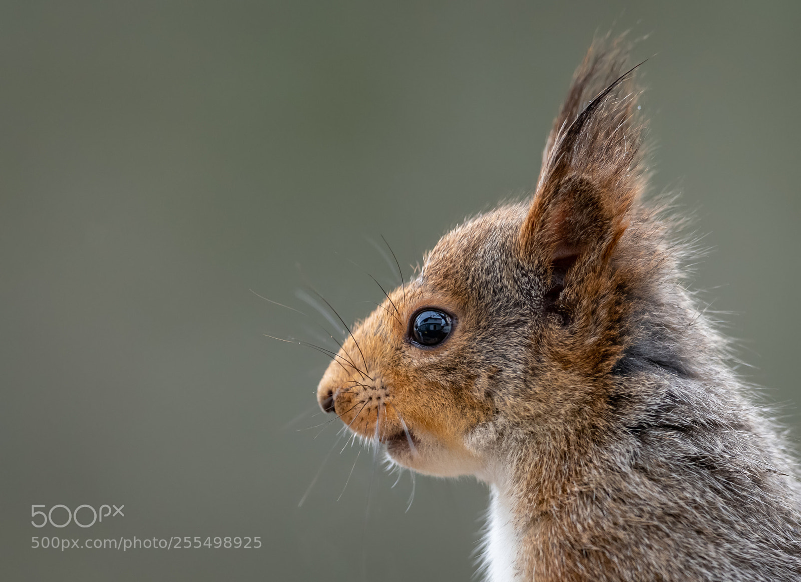 Nikon D850 sample photo. Squirrel. photography
