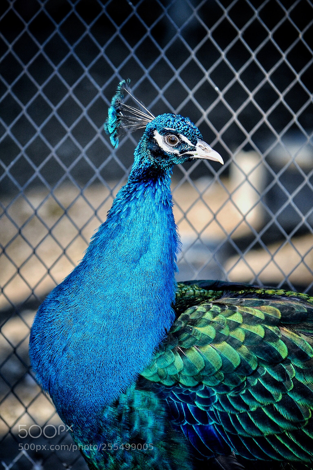 Nikon D3100 sample photo. Peacock photography