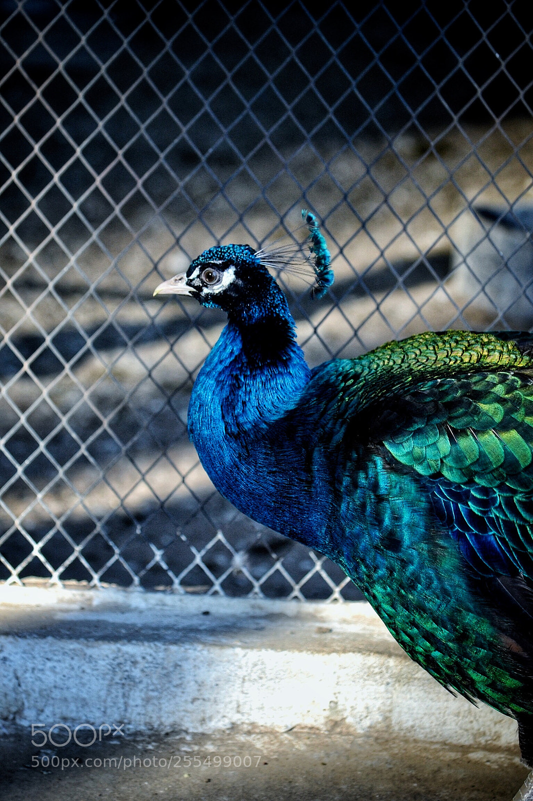 Nikon D3100 sample photo. Peacock photography