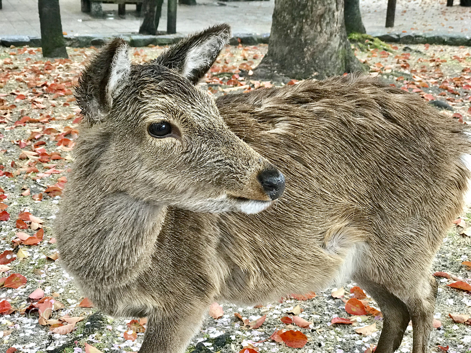 Apple iPhone 7 Plus sample photo. Deer photography