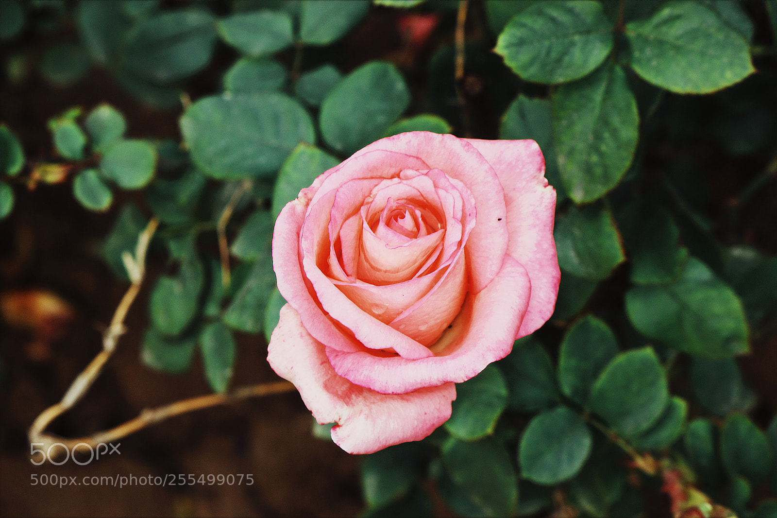 Canon EOS 600D (Rebel EOS T3i / EOS Kiss X5) sample photo. Rose photography