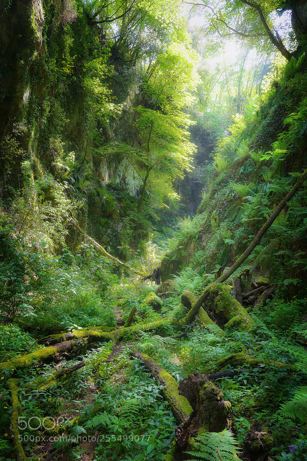 Canon EOS 5D Mark IV sample photo. Deep gorge with vertical photography