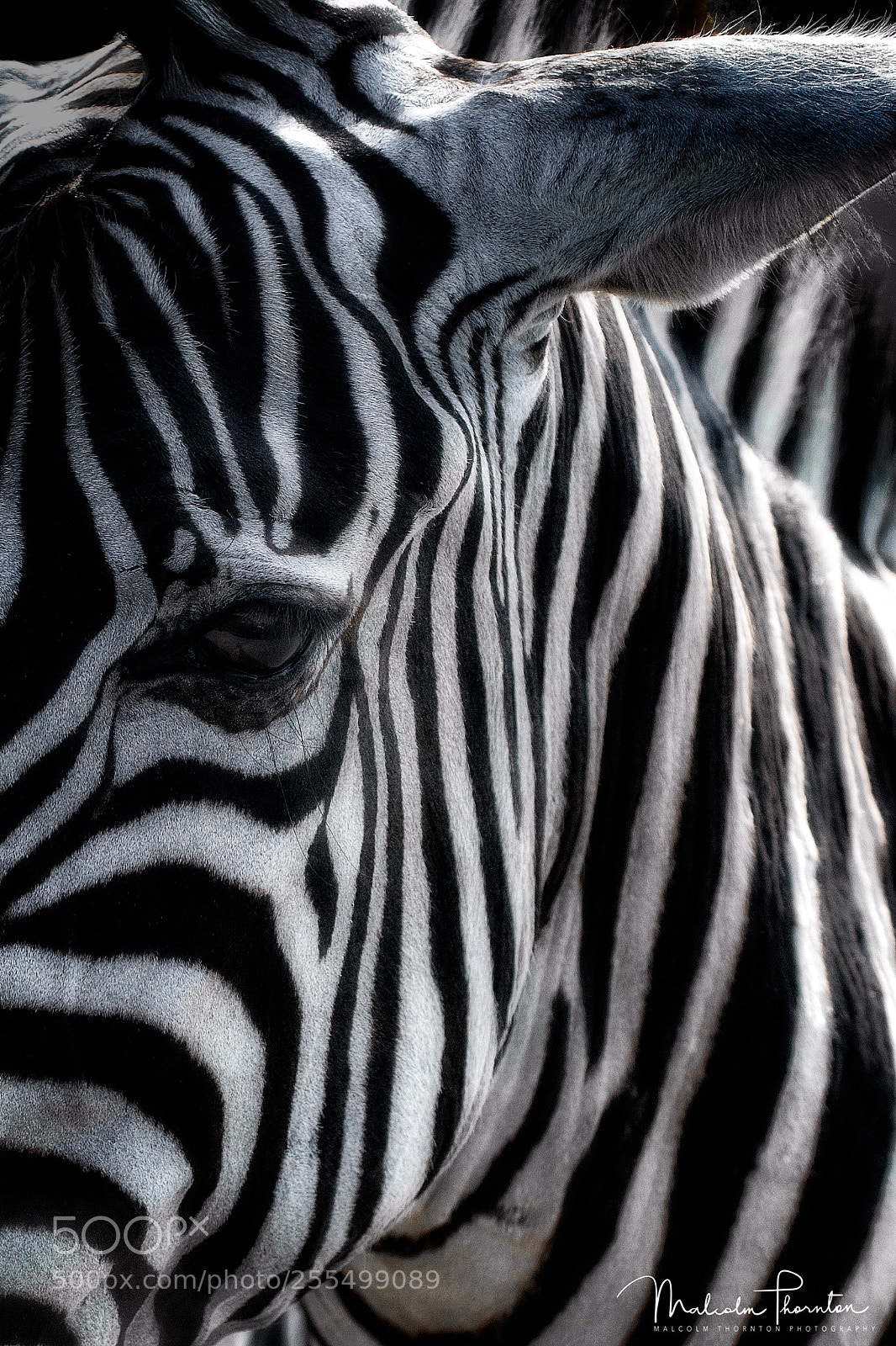 Canon EOS 5D Mark II sample photo. Grant's zebra photography