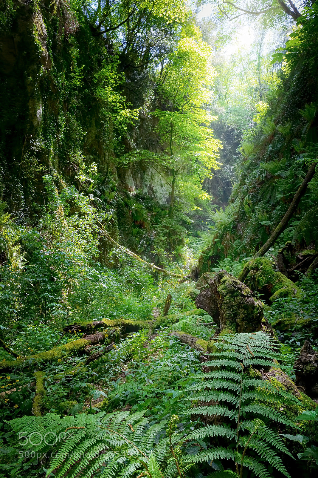 Canon EOS 5D Mark IV sample photo. Deep gorge with vertical photography