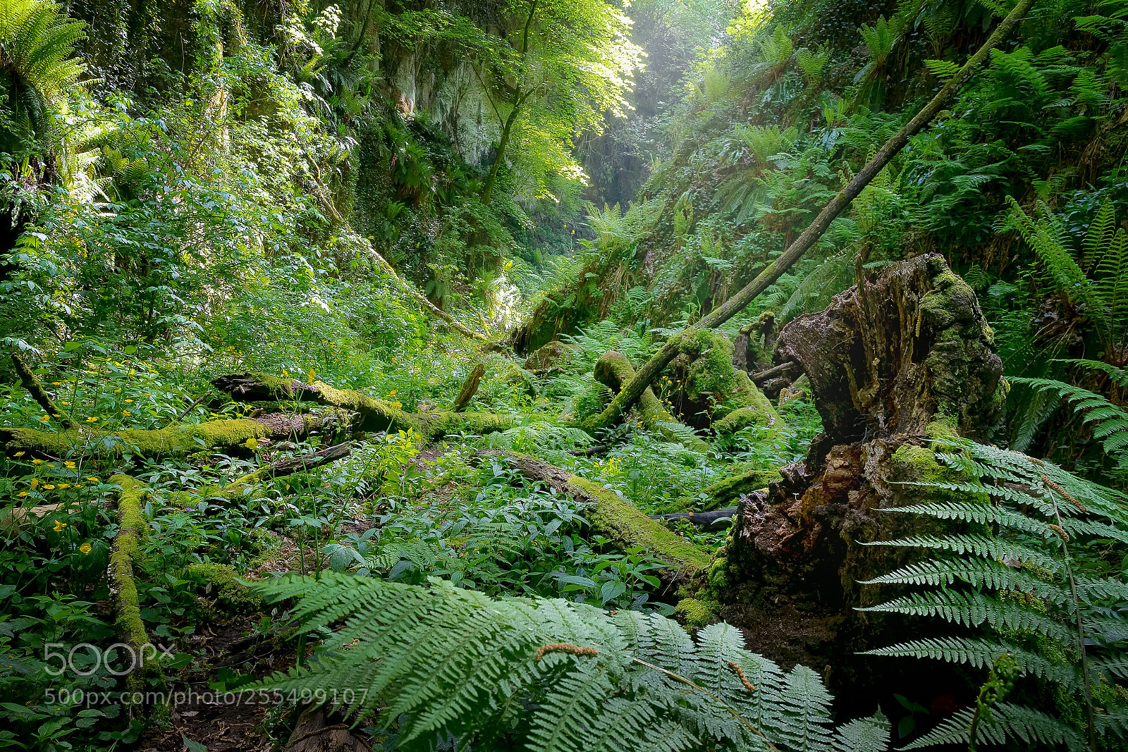Canon EOS 5D Mark IV sample photo. Deep gorge with vertical photography