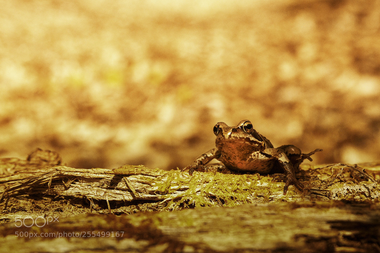 Canon EOS 700D (EOS Rebel T5i / EOS Kiss X7i) sample photo. Laubfrosch photography