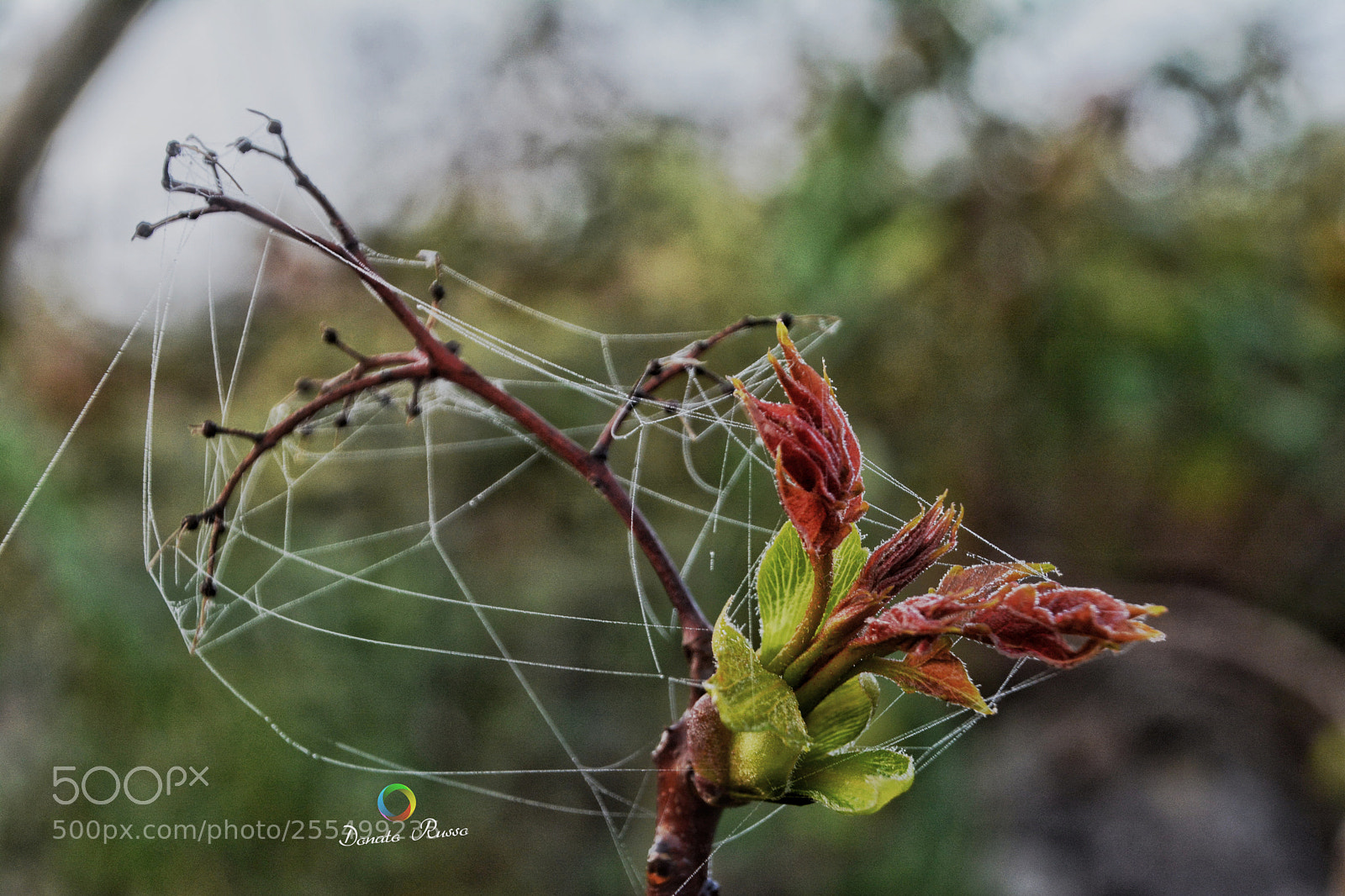Nikon D5200 sample photo. Untitled photography