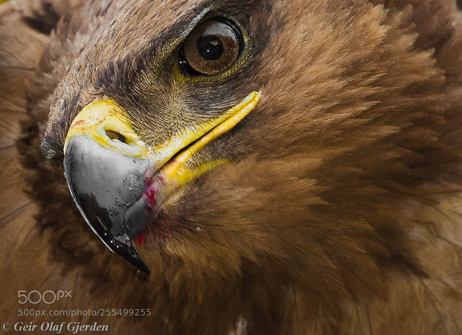 Nikon D810 sample photo. Tawny eagle photography