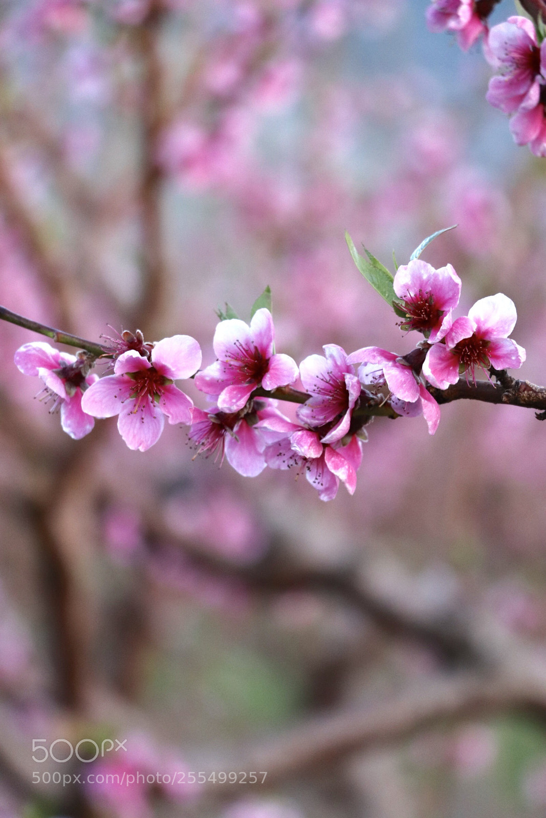 Canon EOS 800D (EOS Rebel T7i / EOS Kiss X9i) sample photo. Cherry blossoms  photography