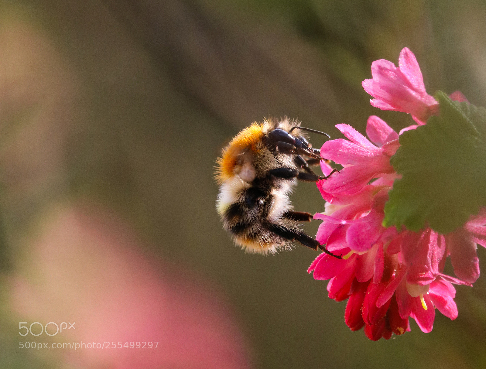 Canon EOS 750D (EOS Rebel T6i / EOS Kiss X8i) sample photo. Bombus pascuorum 3 photography