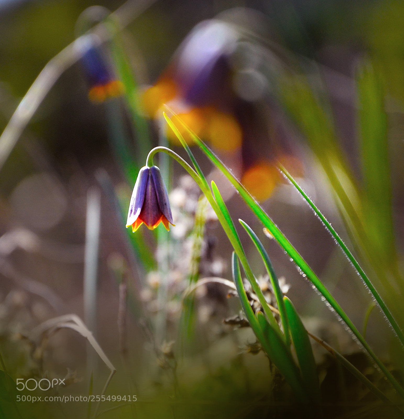 Nikon D7000 sample photo. Small tulip photography