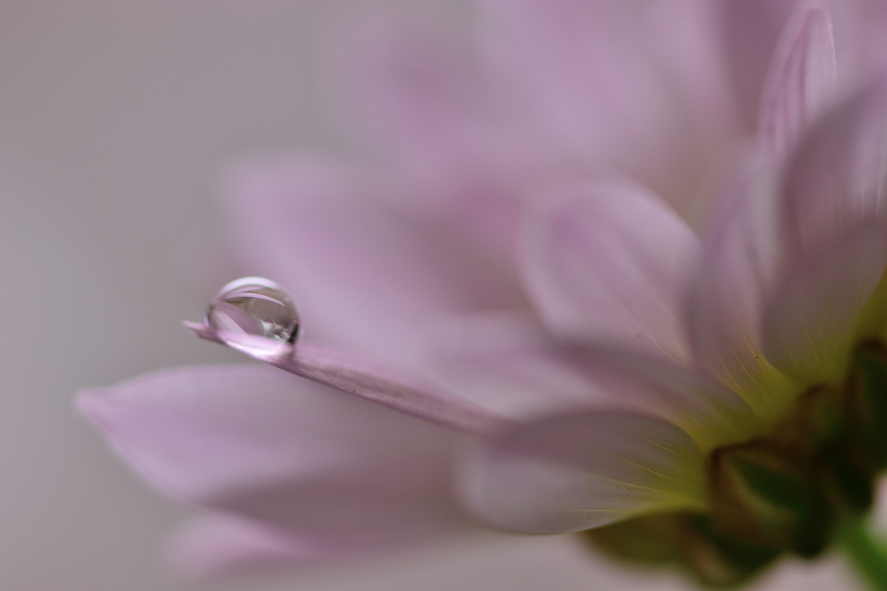 Sigma 105mm F2.8 EX DG OS HSM sample photo. Tenderness photography