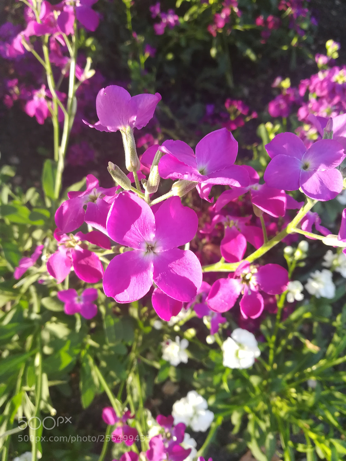 HUAWEI honor 6x sample photo. Untitled photography