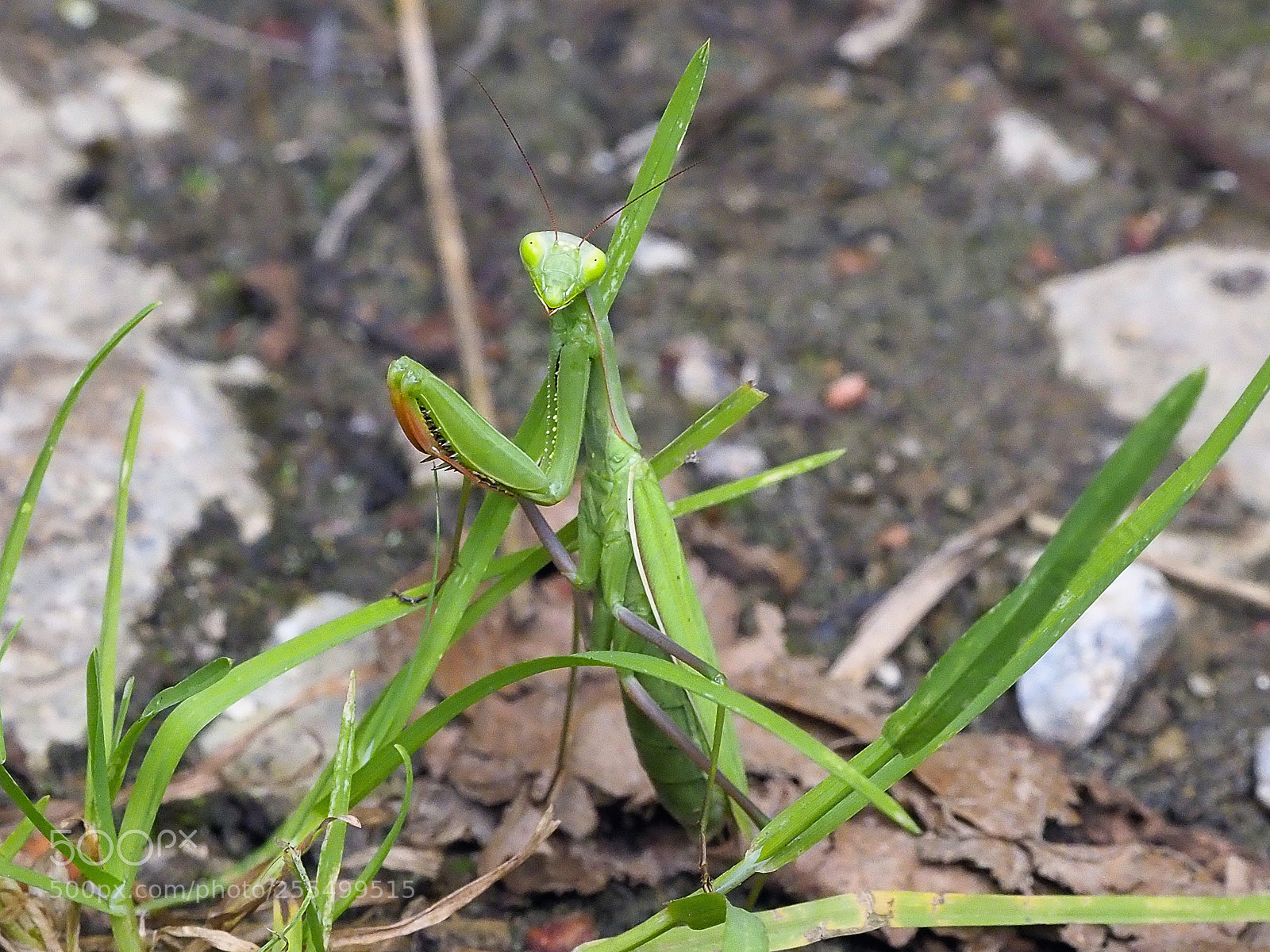 Olympus OM-D E-M1 Mark II sample photo. Mantis religiosa photography