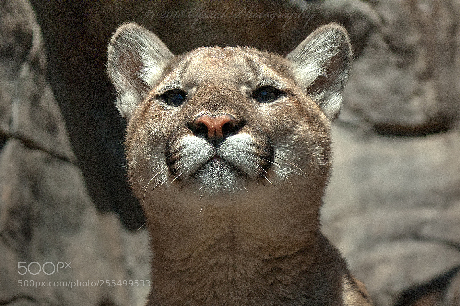 Canon EOS 5D sample photo. Puma photography