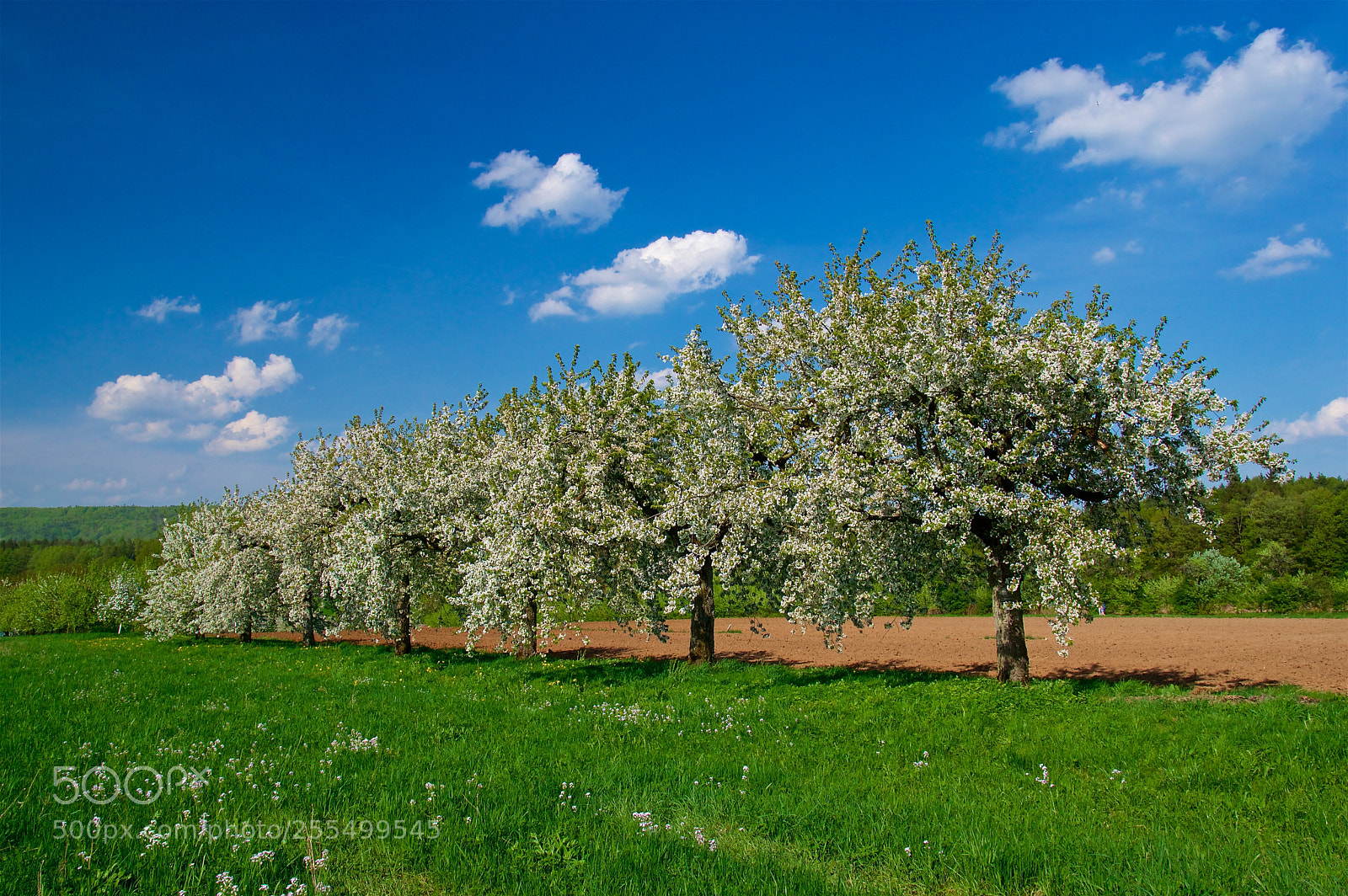 Pentax K-3 II sample photo. Spring trees in a photography
