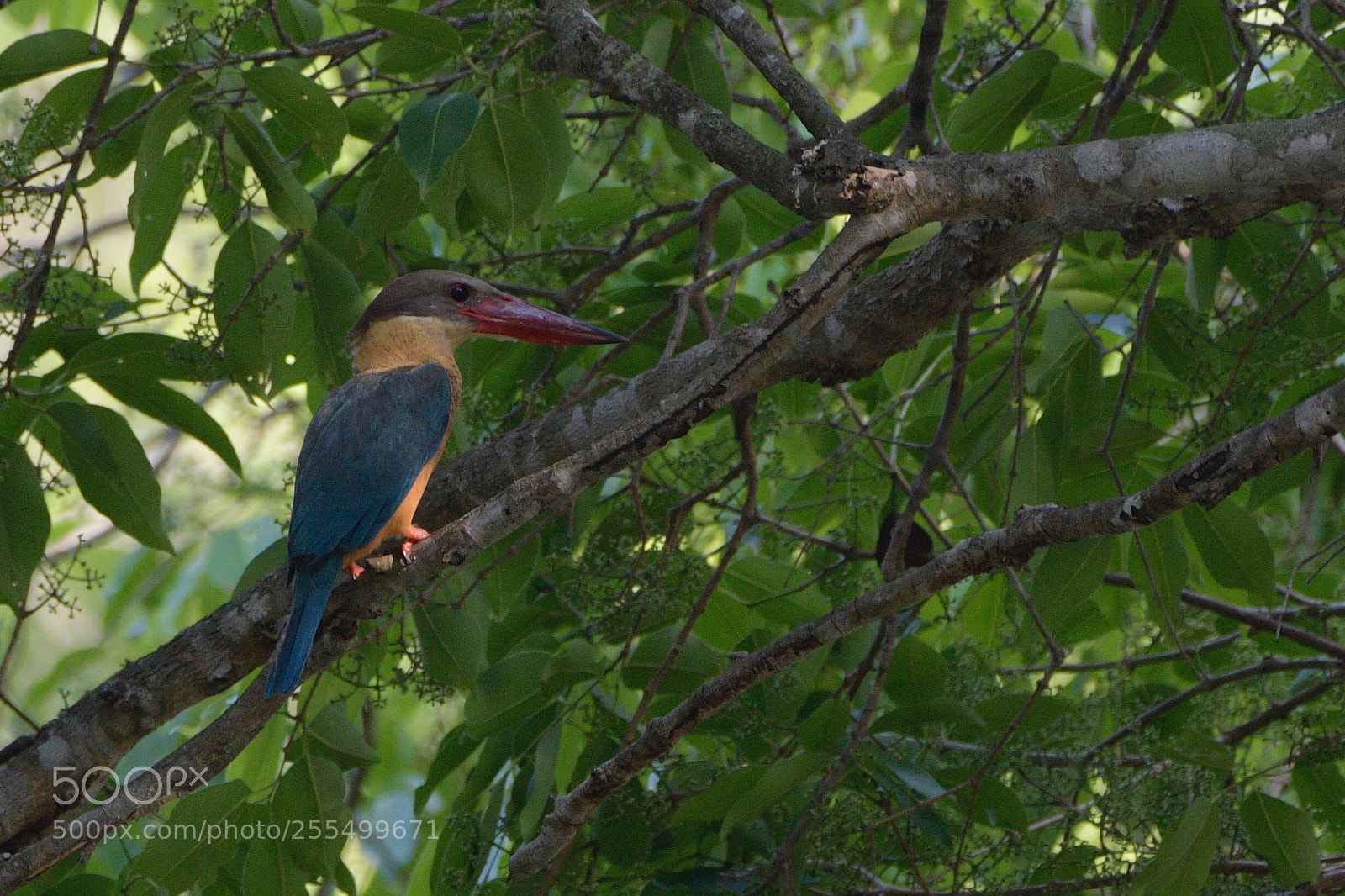 Nikon D500 sample photo. Stork billed kingfisher  photography