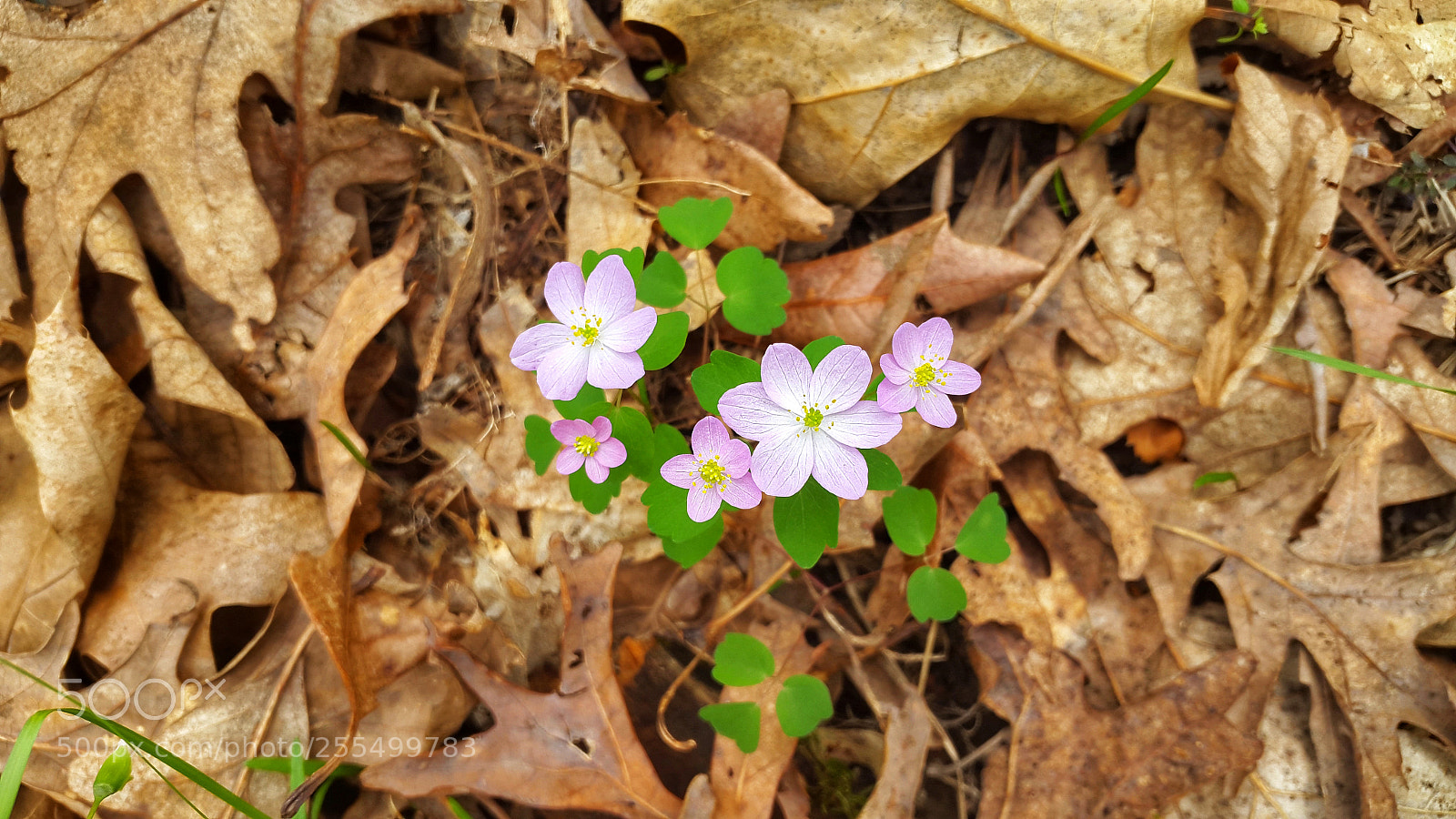 Samsung Galaxy S5 sample photo. Wildflowers galore photography