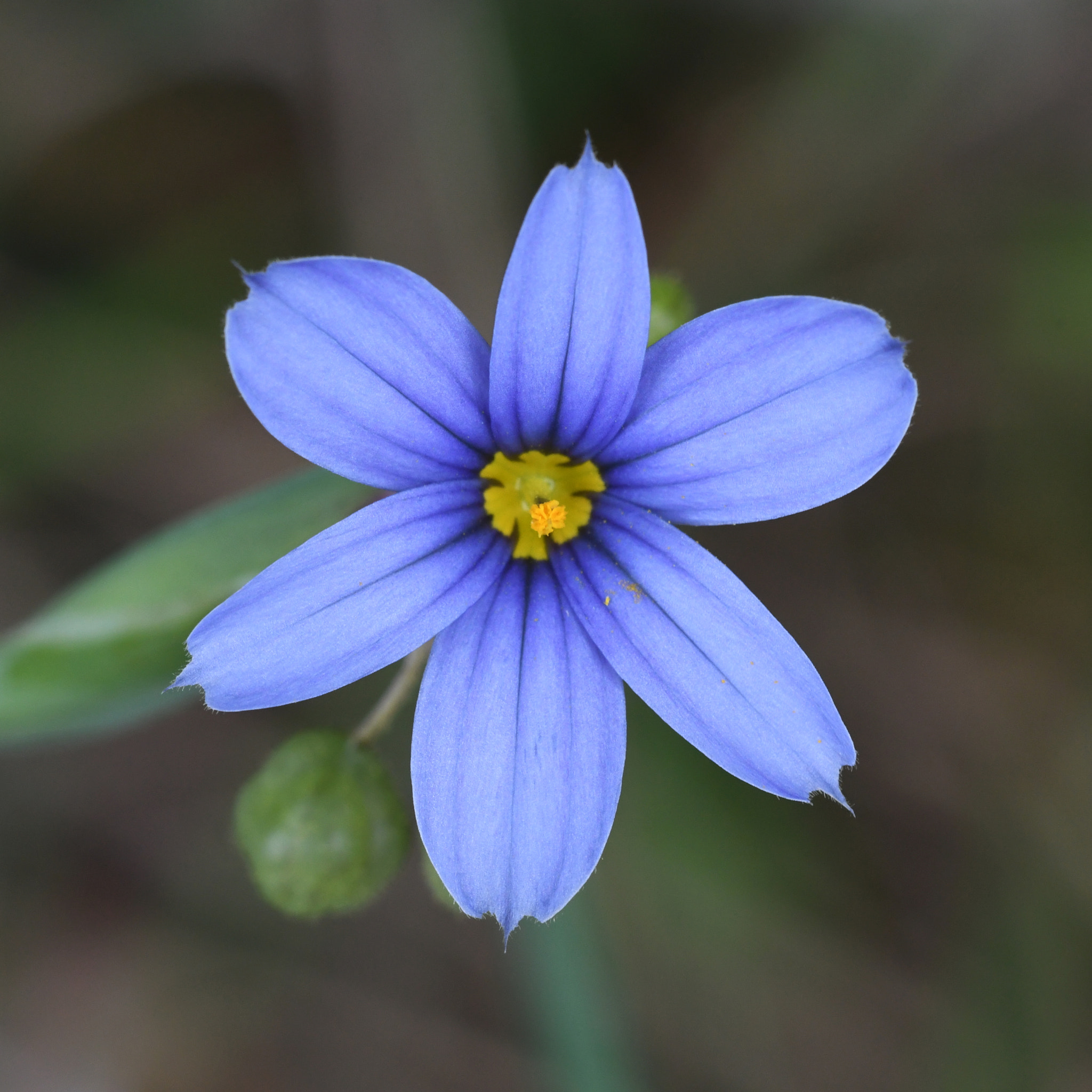 Sigma 150mm F2.8 EX DG OS Macro HSM sample photo. Blue period photography