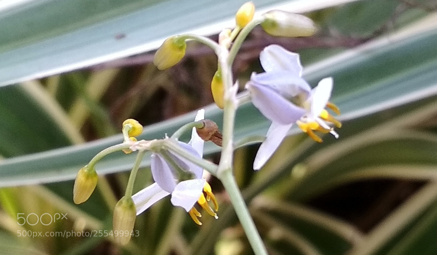 Xiaomi Redmi 4X sample photo. Untitled photography