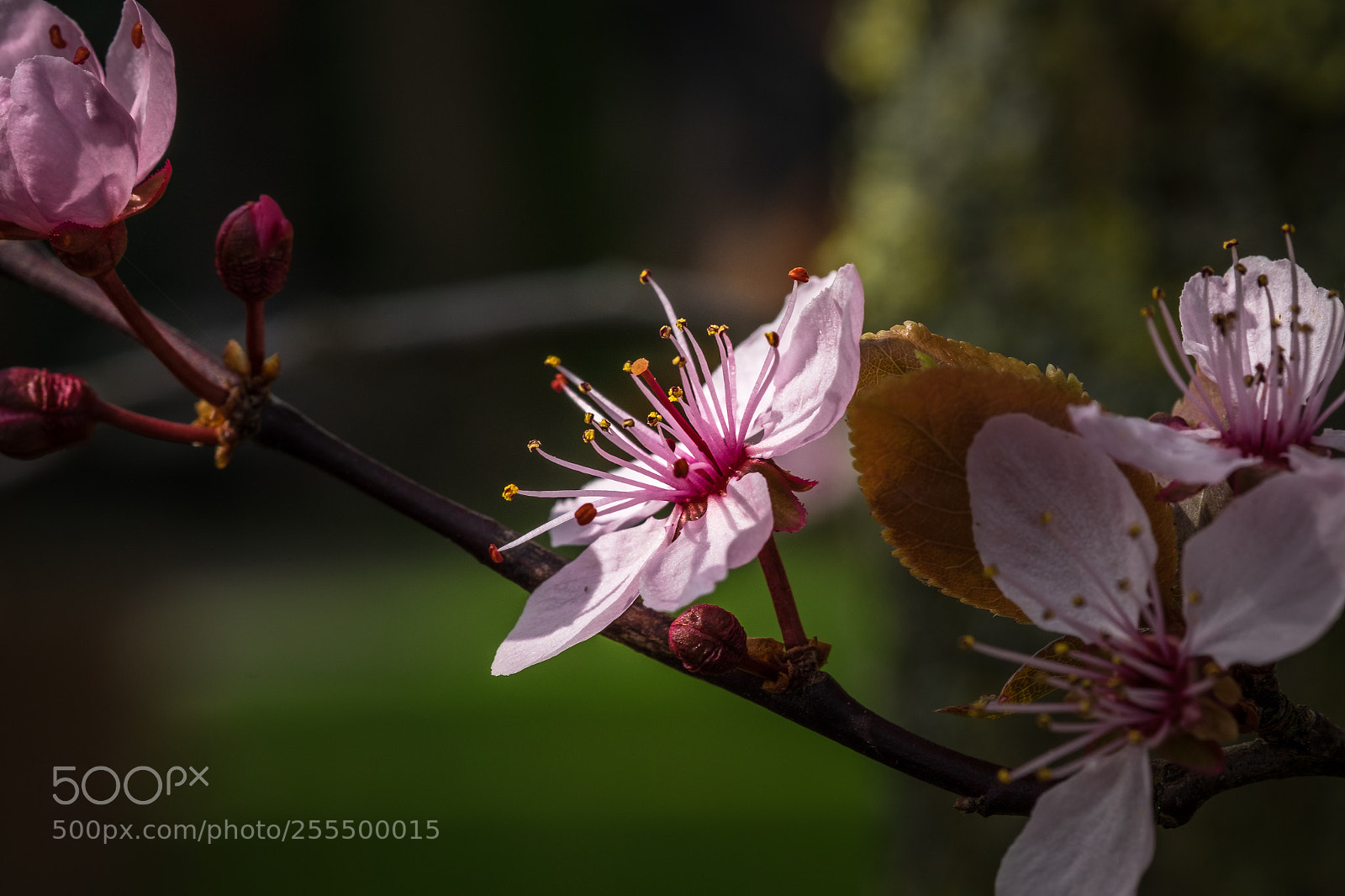 Fujifilm X-T1 sample photo. Blutpflaume (prunus cerasifera nigra) photography