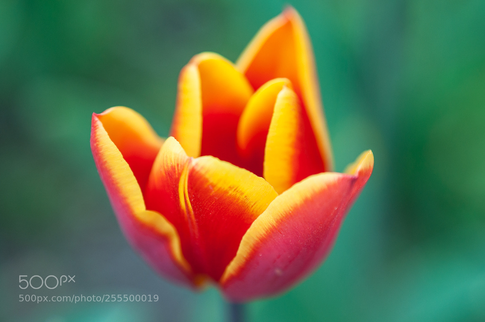 Nikon D90 sample photo. Tulipa in red and photography