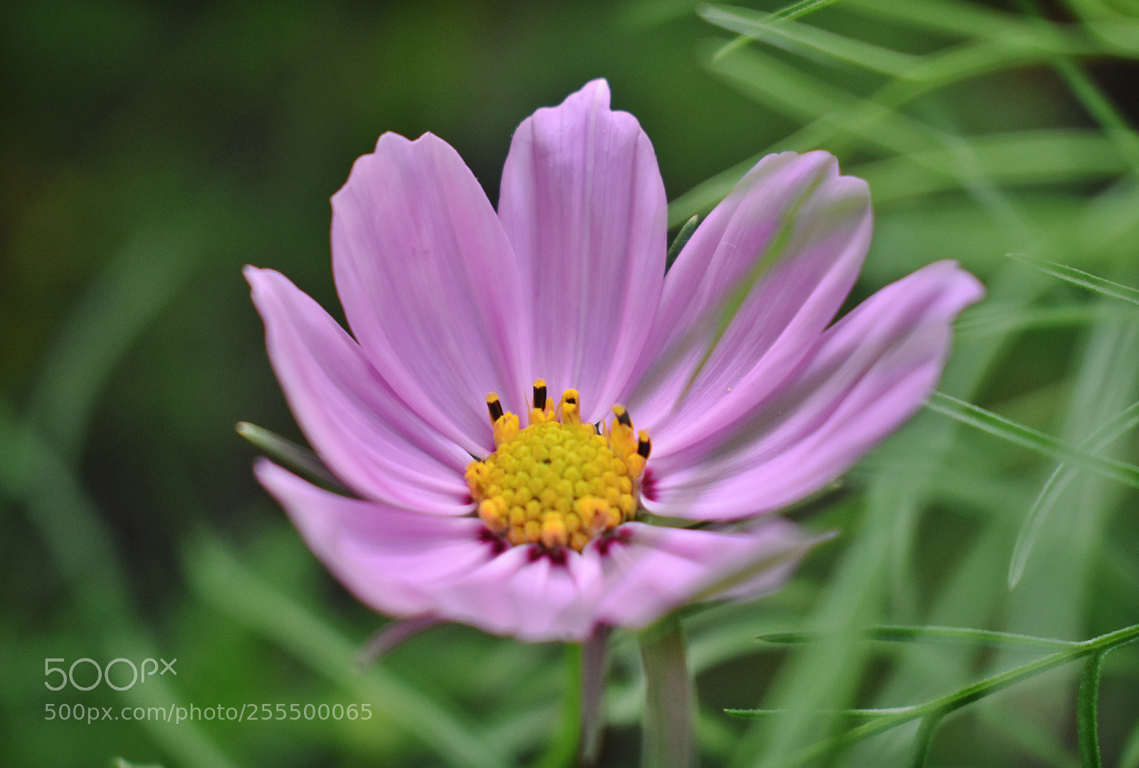 Nikon D3400 sample photo. A salute to beauty photography