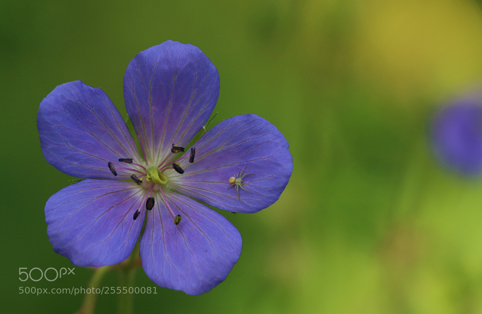 Canon EOS 70D sample photo. Do you see the photography