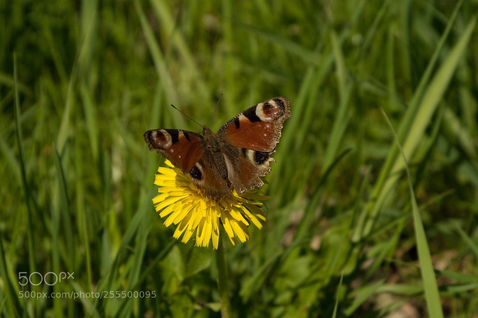 Pentax K-1 sample photo. Butterfly on dandelion photography