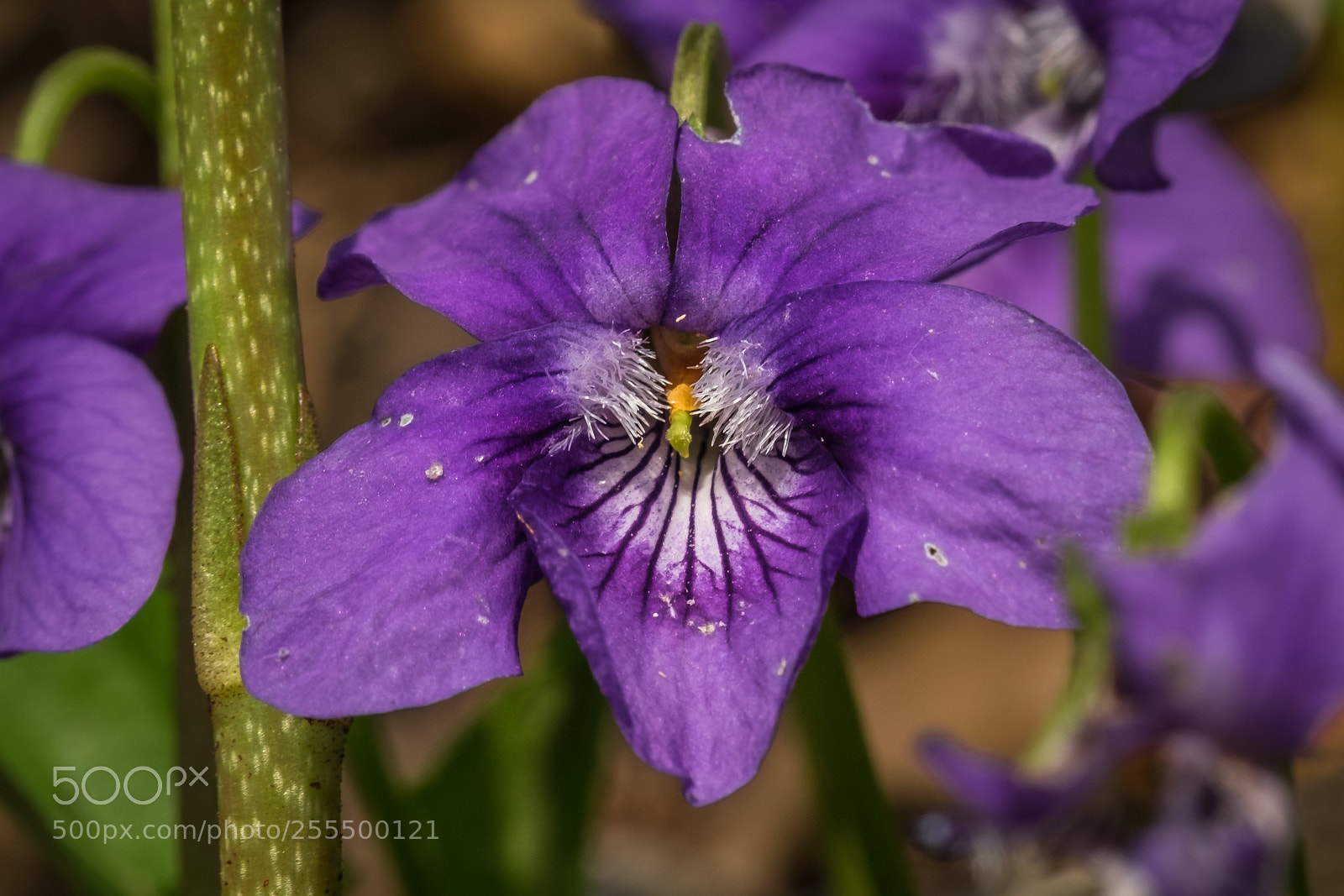 Fujifilm X-T1 sample photo. Hunds veilchen (viola canina) photography