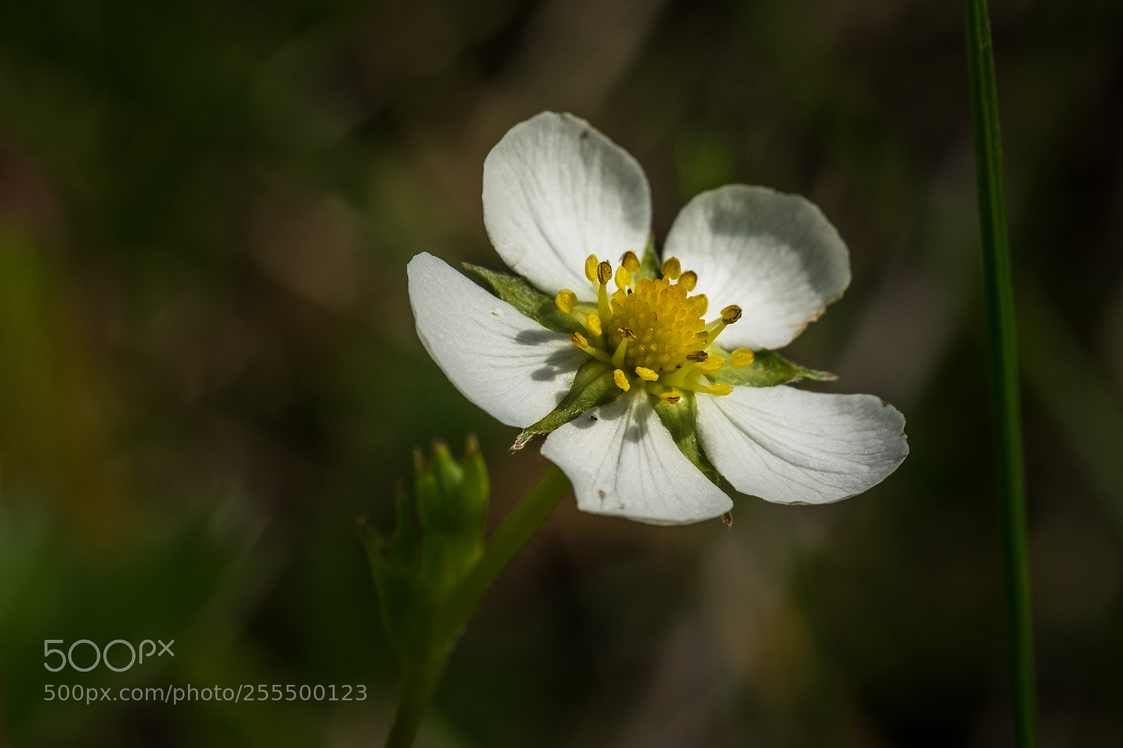 Fujifilm X-T1 sample photo. Wald erdbeere (fragaria vesca) photography
