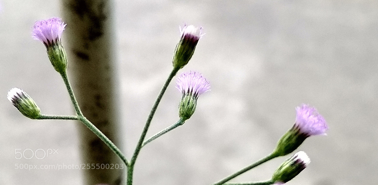 Xiaomi Redmi 4X sample photo. Untitled photography