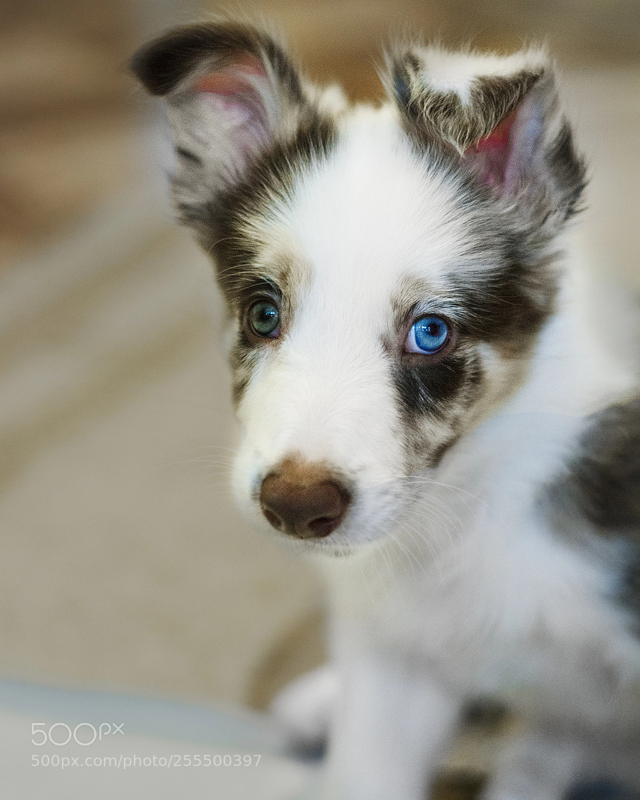 Nikon D3300 sample photo. Ривер - мой щенок. <3 photography