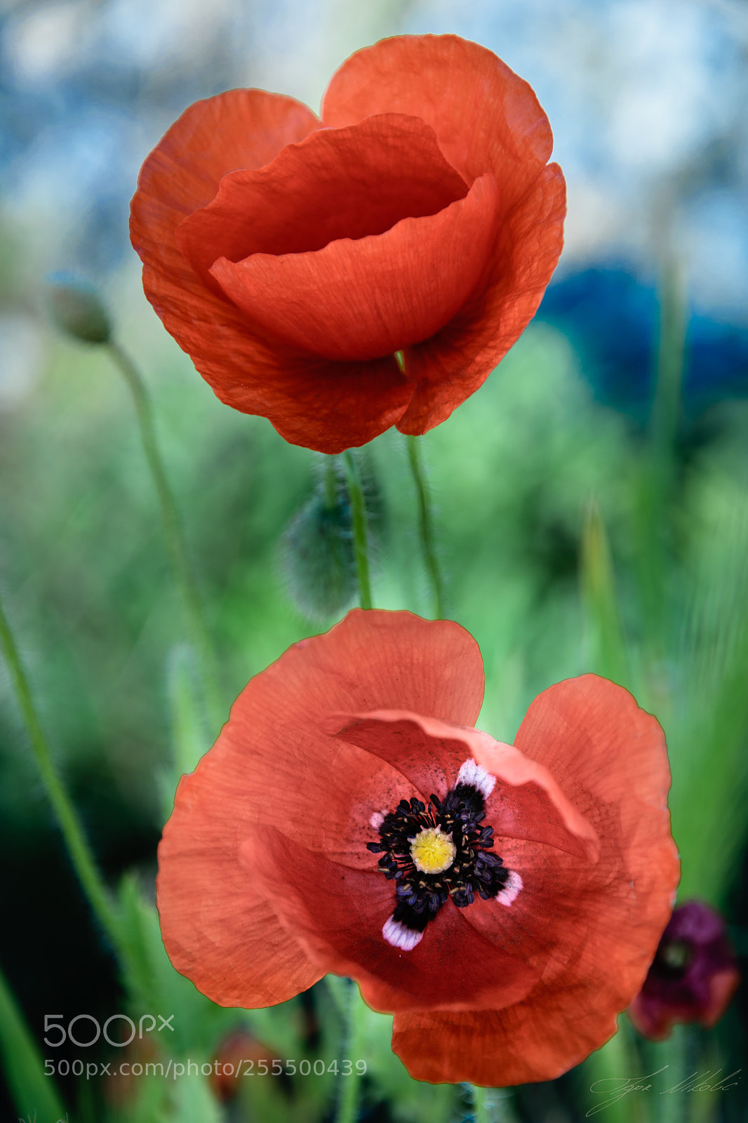 Nikon D5300 sample photo. Poppy heart (of ) photography