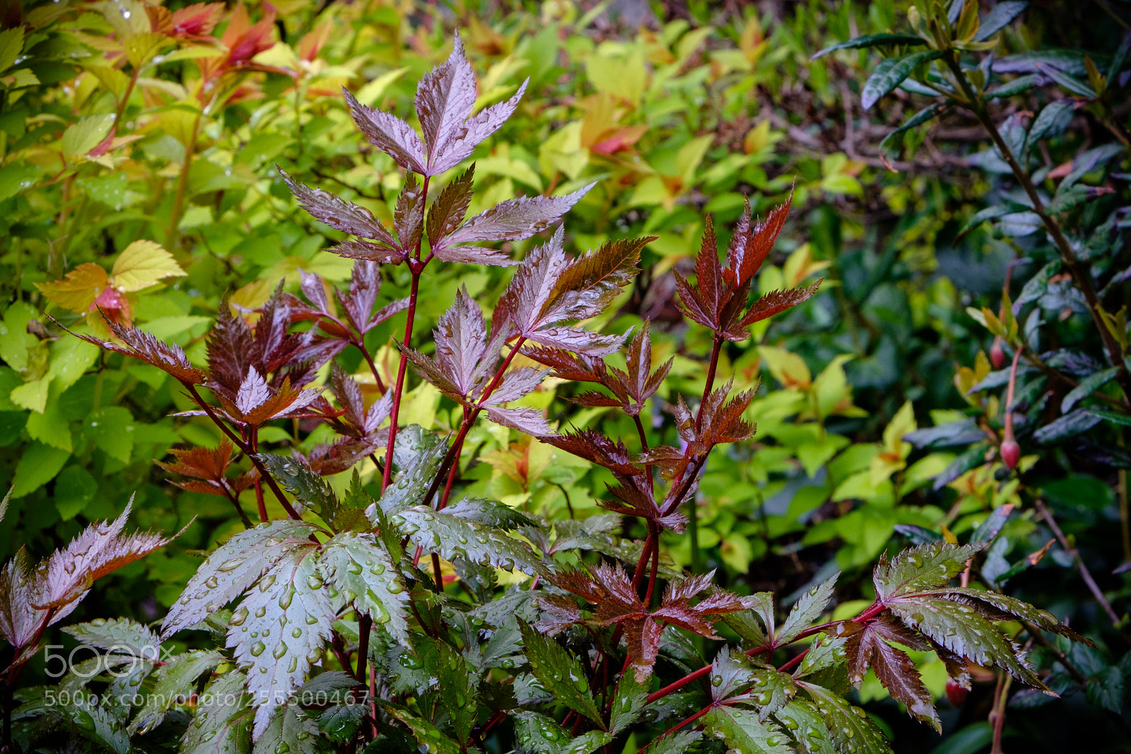 Fujifilm X-E3 sample photo. It's still raining photography
