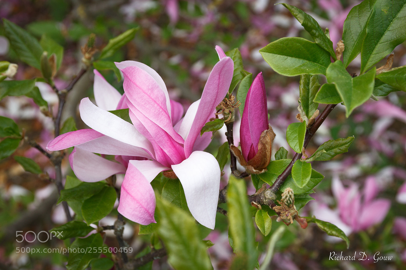 Canon EOS 700D (EOS Rebel T5i / EOS Kiss X7i) sample photo. Pink magnolia photography