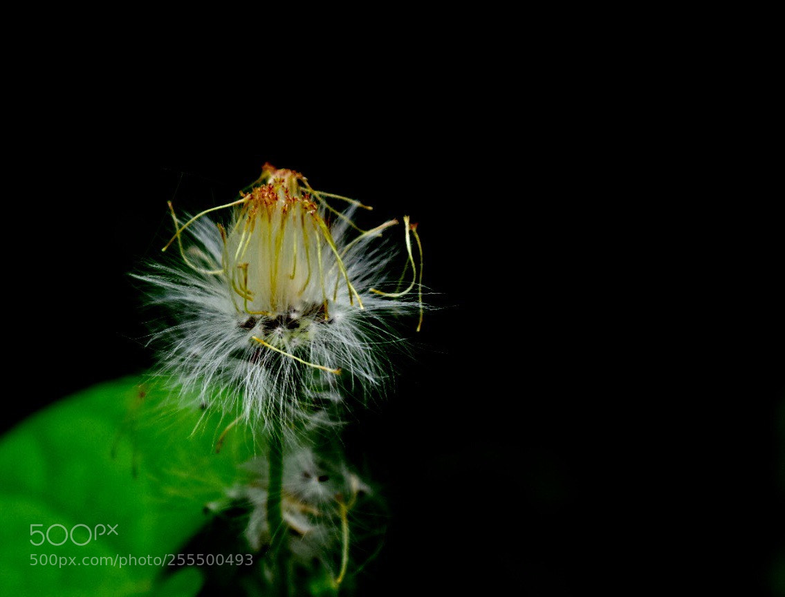 Nikon D5300 sample photo. Seed a little  photography