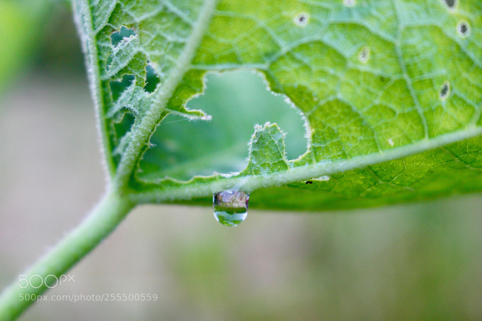 Canon EOS 100D (EOS Rebel SL1 / EOS Kiss X7) sample photo. Leaf and water drop  photography