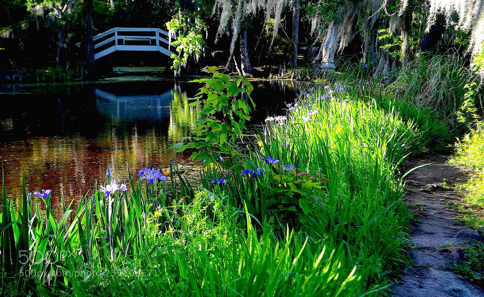 Nikon D5100 sample photo. Iris garden and bridge photography