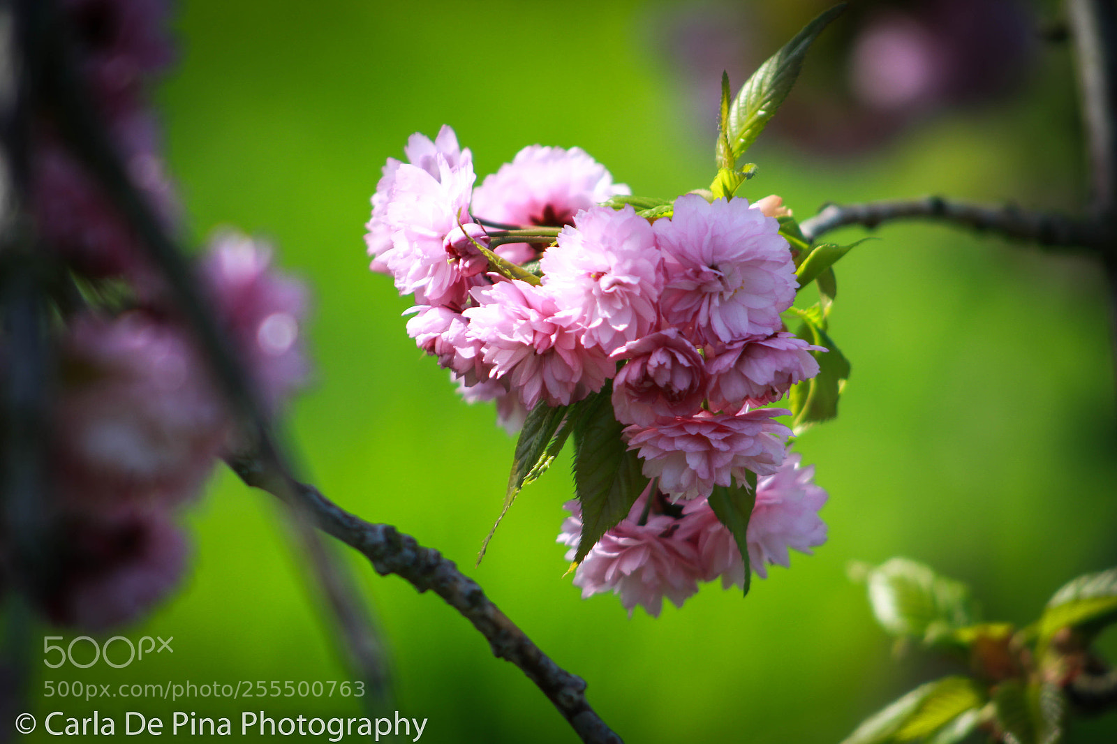 Canon EOS 700D (EOS Rebel T5i / EOS Kiss X7i) sample photo. Just another flower photography