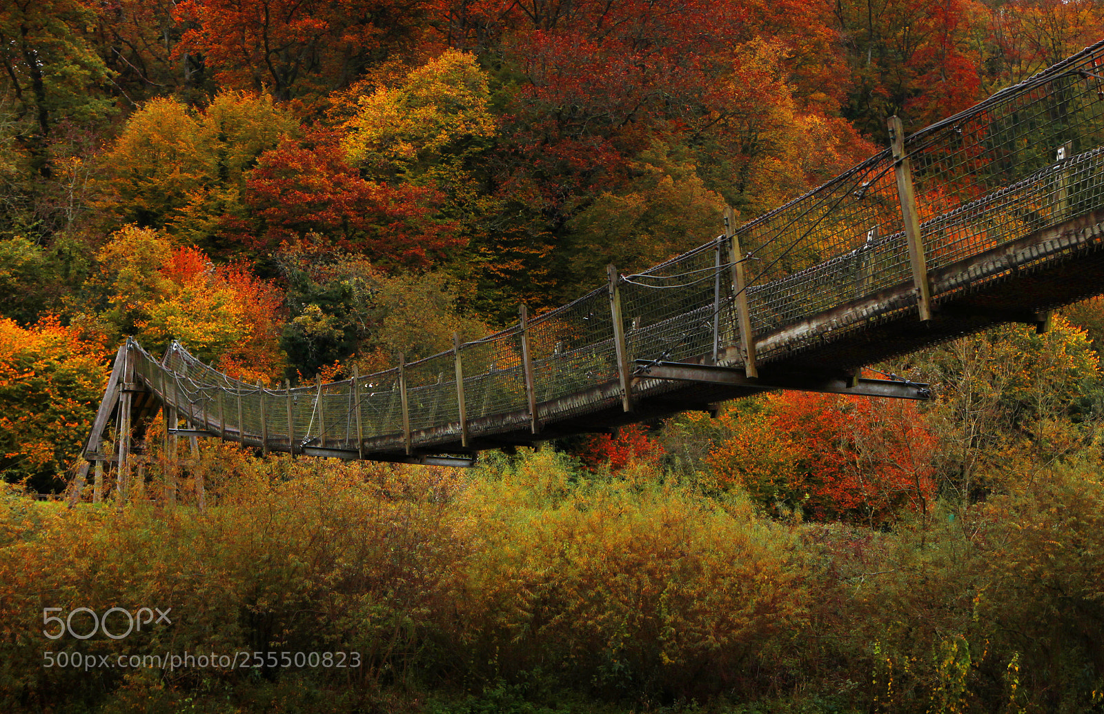 Canon EOS 5D Mark II sample photo. Bridge over river wye photography