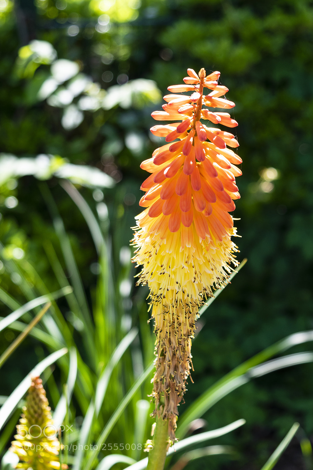 Nikon D5300 sample photo. Red hot poker or photography