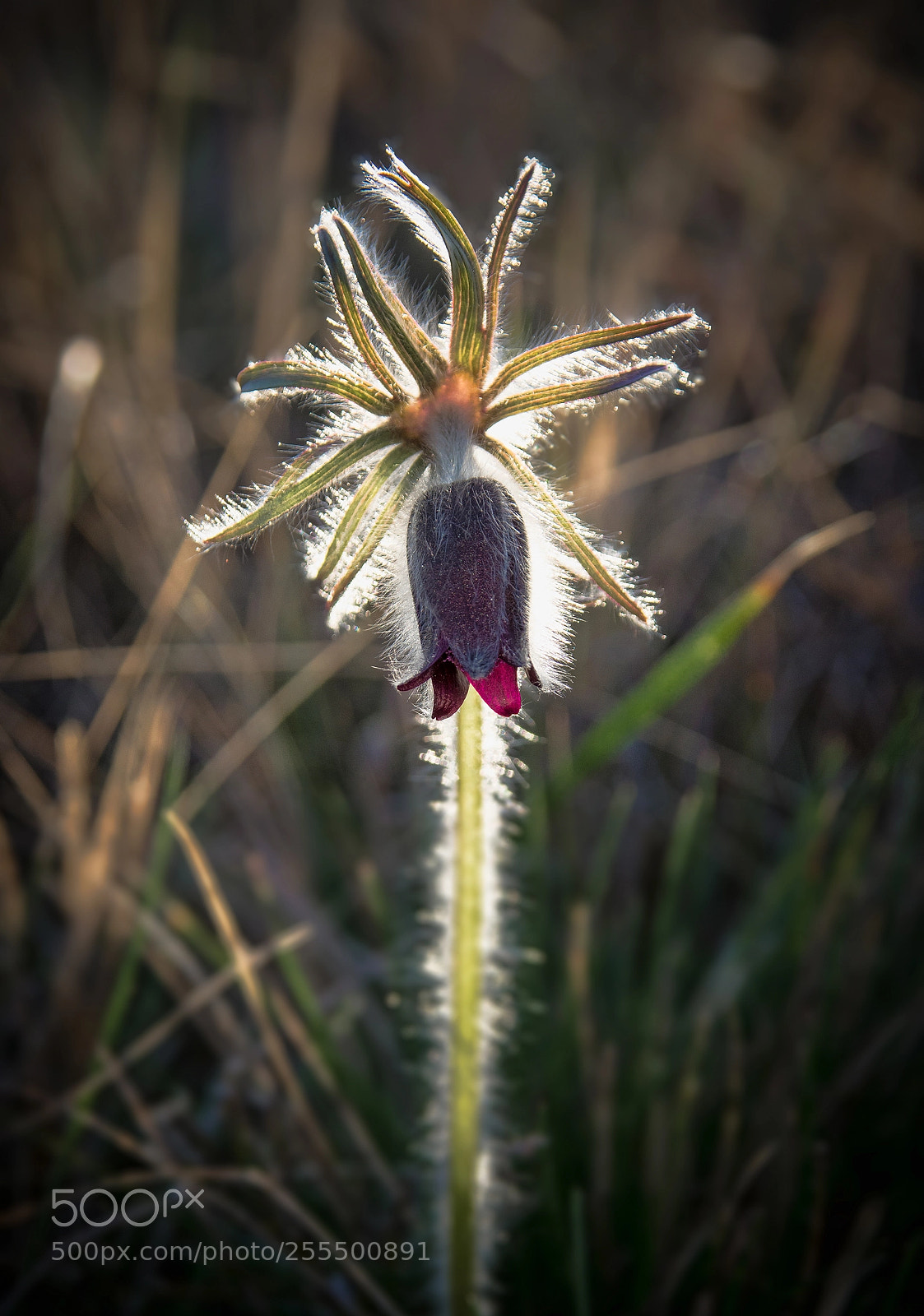 Nikon D7100 sample photo. Scoffer photography