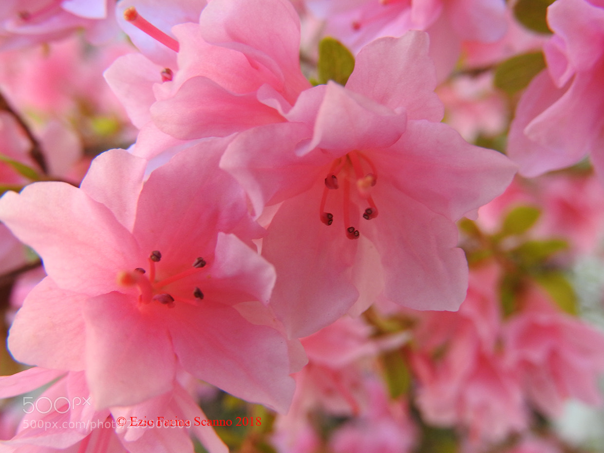 Nikon Coolpix P610 sample photo. Centro fucsia photography