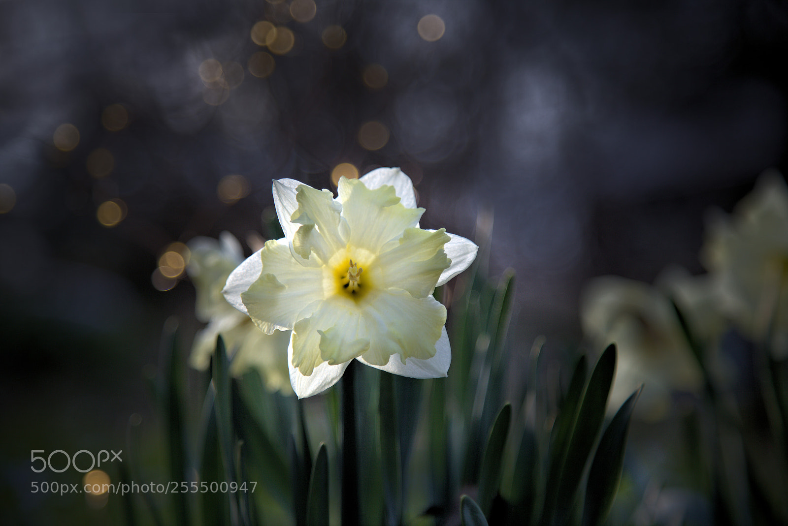 Canon EOS 6D sample photo. Daffodils by moonlight photography