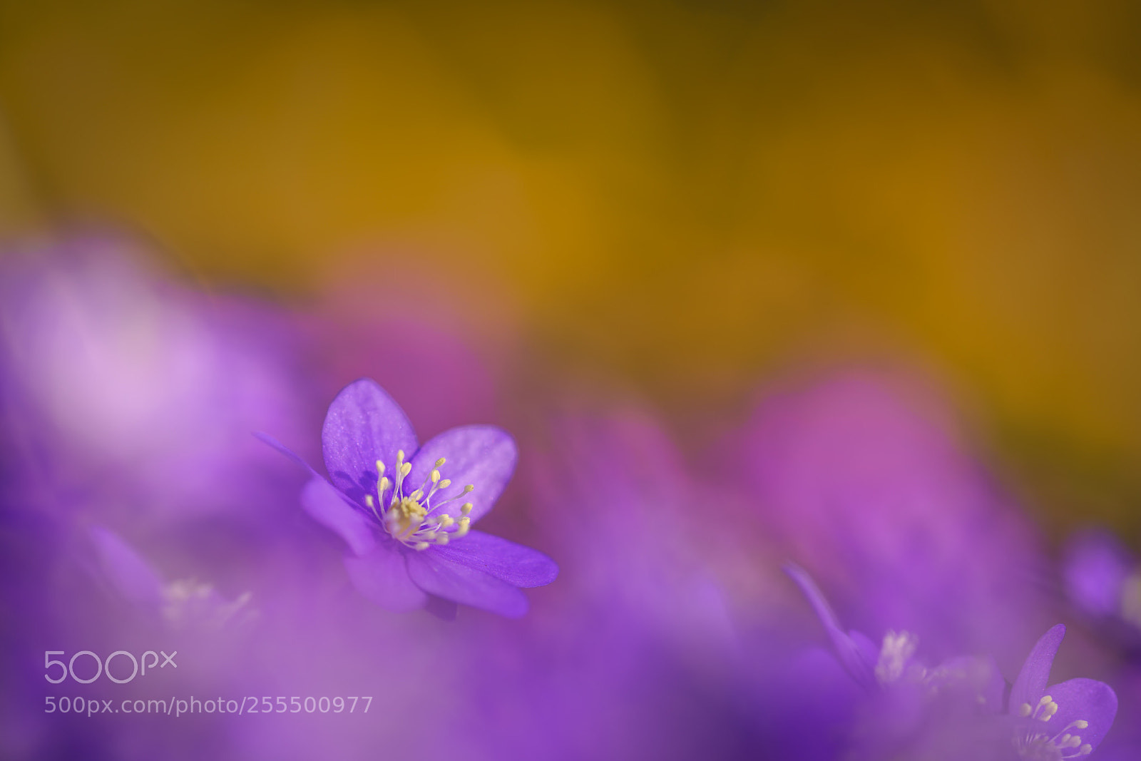 Sony a7R III sample photo. Common hepatica with colorful photography